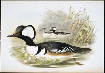 Hupullinen neitsyt (Mergus Cucullatus) (käsinvärinen lito) tekijältä John (after) Gould