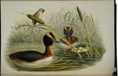 Sarvikurkku (Podiceps Auritus) (käsinvärinen lito) tekijältä John (after) Gould