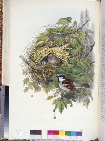 Varpunen (Passer domesticus) (käsinvärinen lito) tekijältä John (after) Gould