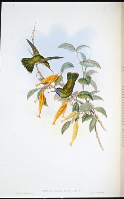 Humboldtin kolibri (Chrysuronia Humboldti) (käsinvärinen lito) tekijältä John (after) Gould