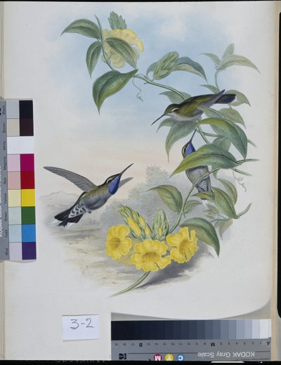 Hummingbirds (Delatria Clemenciae) (käsinvärinen lito) tekijältä John (after) Gould