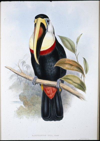 Inca Toucan (Ramphastos inica) (käsinvärinen lito) tekijältä John (after) Gould