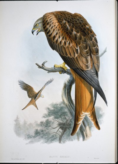 Kite of Glead (Milvus Regalis) (värillinen kaiverrus) tekijältä John (after) Gould