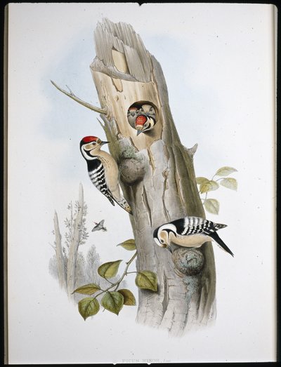 Pikkutikka (Picus Minor) (käsinvärinen lito) tekijältä John (after) Gould