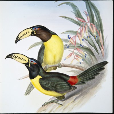 Kirjoitettu Aracari Toucan (Pteroglossus Inscriptus) (käsinvärinen lito) tekijältä John (after) Gould