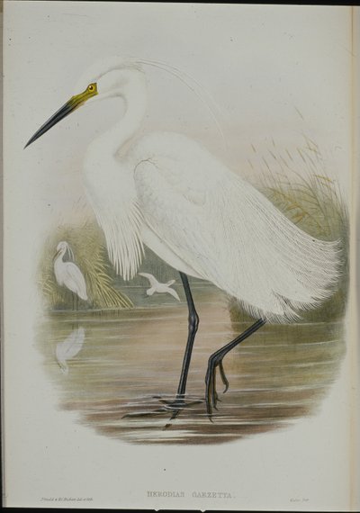 Pikkuhaikara (Egretta Garzetta) (käsinvärinen lito) tekijältä John (after) Gould