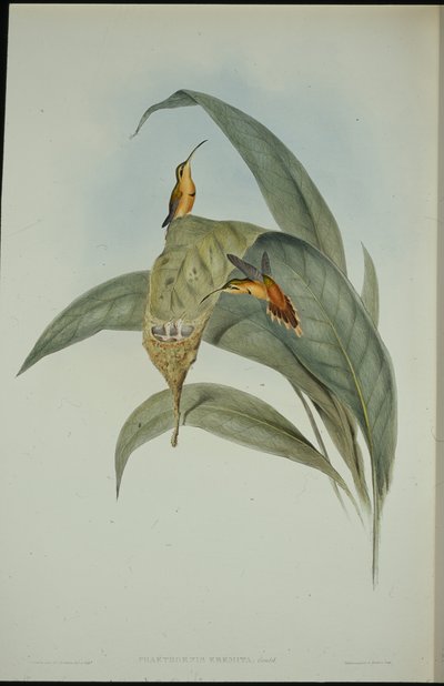 Pieni erakko (Phaethornis eremita) (käsinvärinen lito) tekijältä John (after) Gould