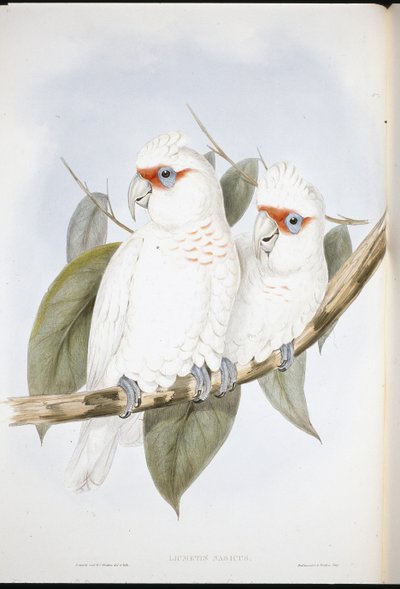 Pitkänokkakakadu (Licmetis Nasicus) (käsinvärinen lito) tekijältä John (after) Gould