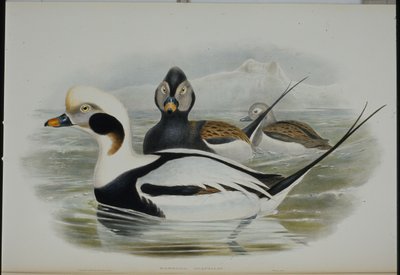 Pitkähäntäankka (Harelda Glacialis) (käsinvärinen lito) tekijältä John (after) Gould