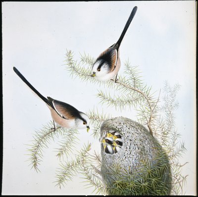 Pitkähäntätiainen (Mecistura Caudata) (käsinvärinen litho) tekijältä John (after) Gould