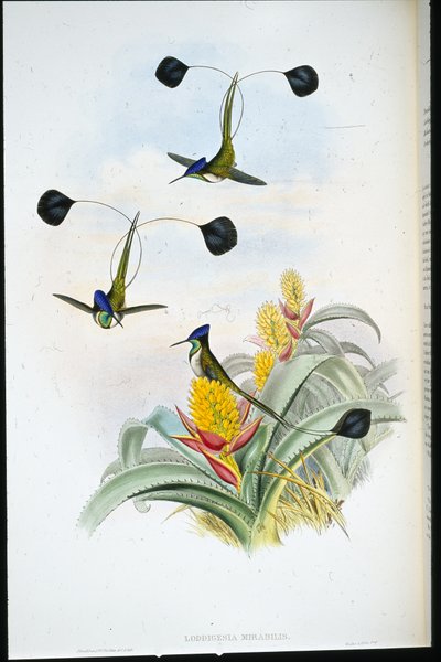Ihmeellinen kolibri (Loddigesia Mirabilis) (käsinvärinen lito) tekijältä John (after) Gould