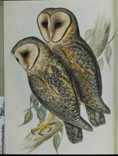 Naamioitu pöllö (Strix Personata) (käsinvärinen lito) tekijältä John (after) Gould