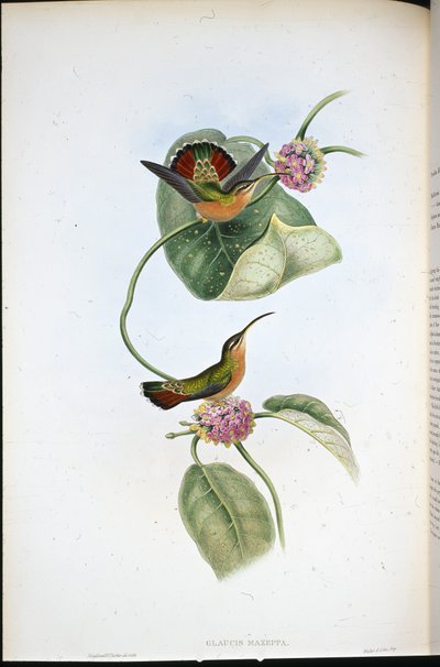 Mazeppa erakko (Glaucis Mazeppa) (käsinvärinen lito) tekijältä John (after) Gould