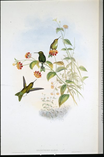 Metallinen puhvijalka (Eriocnemis Alinae) (käsinvärinen lito) tekijältä John (after) Gould