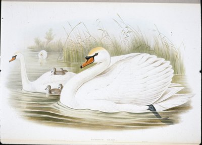 Kyhmyjoutsen (Cygnus Olor) (käsinväriset jäsenet) tekijältä John (after) Gould