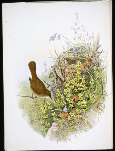 Nightingale (käsinvärinen lito) tekijältä John (after) Gould