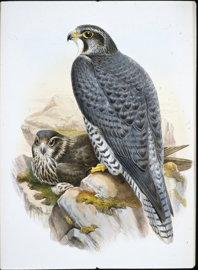 Norjalaishaukka (Falco Gyrfalco) (käsin värjätty litografia) tekijältä John (after) Gould