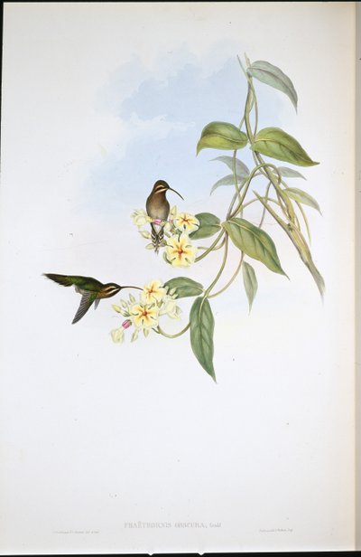 Hämärä erakko (Phaethornis Obscura) (käsinvärinen lito) tekijältä John (after) Gould