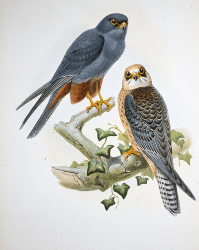 Oranssijalkainen harrastus (Erythropus Vespertinus) (käsinvärinen lito) tekijältä John (after) Gould