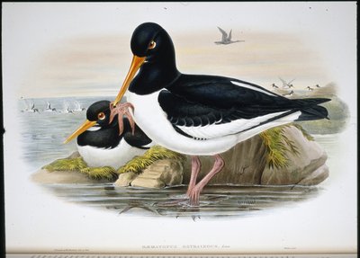 Osterisieppaaja (Heamatopus Ostralegus) (käsinvärinen lito) tekijältä John (after) Gould