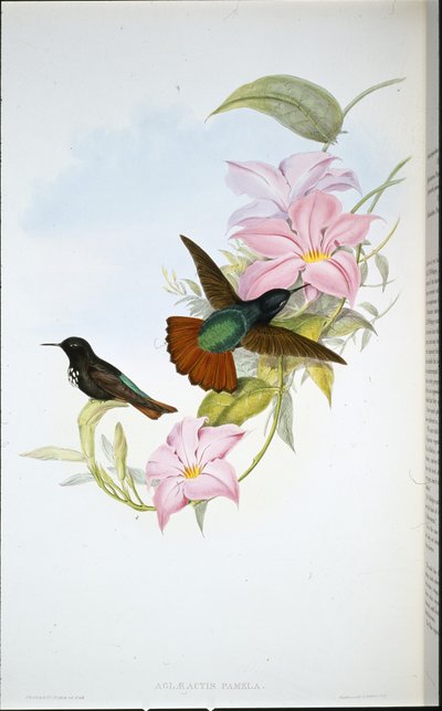 Pamelan auringonsäde (Aglaeactis Pamela) (käsinvärinen lito) tekijältä John (after) Gould