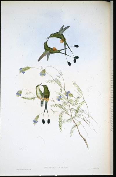 Perulainen mailapyrstö (Spathura Peruana) (käsinvärinen lito) tekijältä John (after) Gould