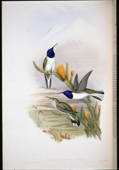 Pichinchian Hill-star (Oreotrochilus Pichincha) (käsinvärinen lito) tekijältä John (after) Gould