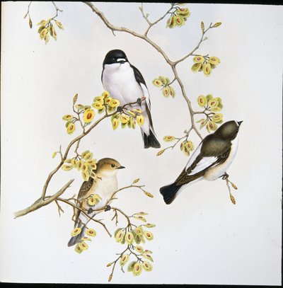 Pied-perhosieppo (Muscicapa Atricapilla) (käsinvärinen lito) tekijältä John (after) Gould