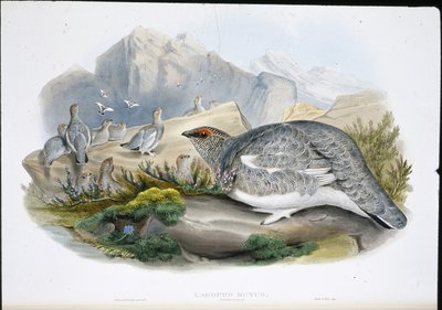 Ptarmigan (Autumn Plumage) (Lagopus Mutus) (käsinvärinen lito) tekijältä John (after) Gould
