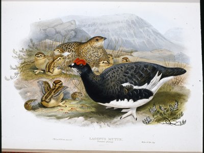 Ptarmigan (Summer Plumage) (Lagopus Mutus) (käsin värjätty valokuva) tekijältä John (after) Gould