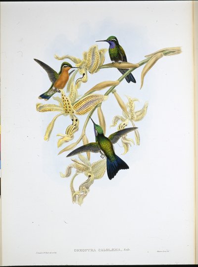 Purppurakurkku kolibri (Oreopyra Calolaema) (käsinvärinen lito) tekijältä John (after) Gould