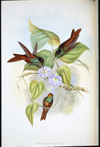Sateenkaari (Diphogena Iris) (käsinvärinen lito) tekijältä John (after) Gould