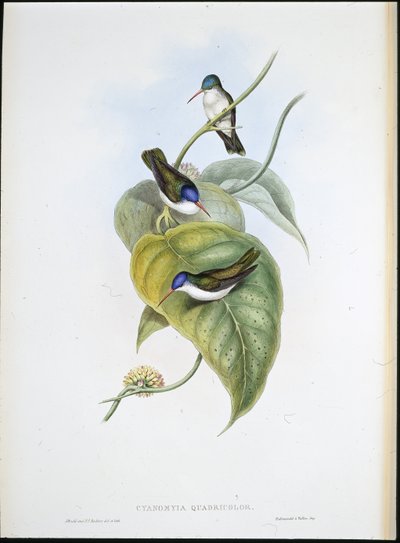 Punanukkainen taivaankruunu (Cyanomyia Quadricolor) (käsinvärinen lito) tekijältä John (after) Gould