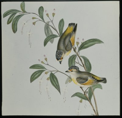 Punainen pardalote (pardalotus rubricatus) (käsinvärinen lito) tekijältä John (after) Gould