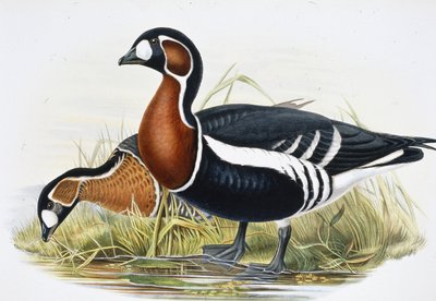 Punarintahanhi (Bernicla Ruficollis (käsinvärinen lito) tekijältä John (after) Gould