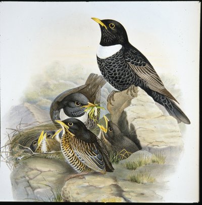 Sormus Ouzel (Mer Ulatorquata) (käsinvärinen litho) tekijältä John (after) Gould