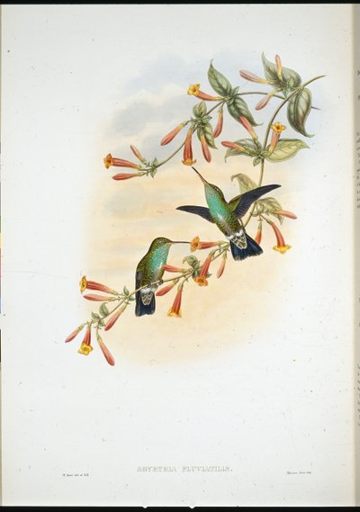 Esmeralda de riu (Agyrtria Fluviatilis) (litografica pintada a mà) finlandès tekijältä John (after) Gould