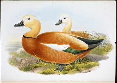 Ruddy Shelldrake (käsinväriset jäsenet) tekijältä John (after) Gould