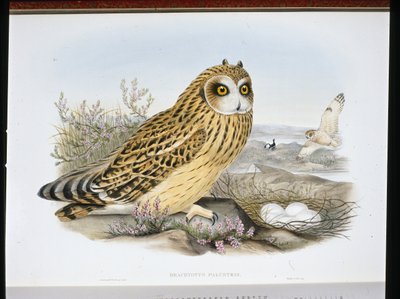 LYHYTKORVAPÖLLÄ (Brachyotus Palustris) (käsinvärinen lito) tekijältä John (after) Gould
