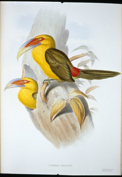 Sahraminvärinen kukkotukaani (Andigena Bailloni) (käsin värjätty litografia) tekijältä John (after) Gould