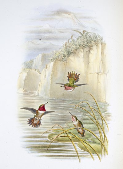 Salvinin liekin kantaja. (Selasphorus ardens). (käsinvärinen lito) tekijältä John (after) Gould