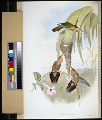 Nokka (grypus naevius) (käsinvärinen lito) tekijältä John (after) Gould