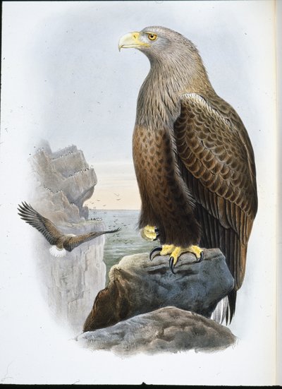 Merikotka (Haliaeetus Albicilla) (käsinvärinen lito) tekijältä John (after) Gould