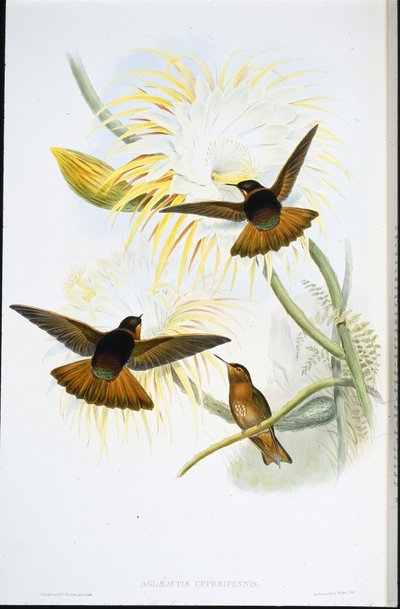 Shining Sunbeam (Agliaeactis Cupripennis) (käsin värjätty litografia) tekijältä John (after) Gould
