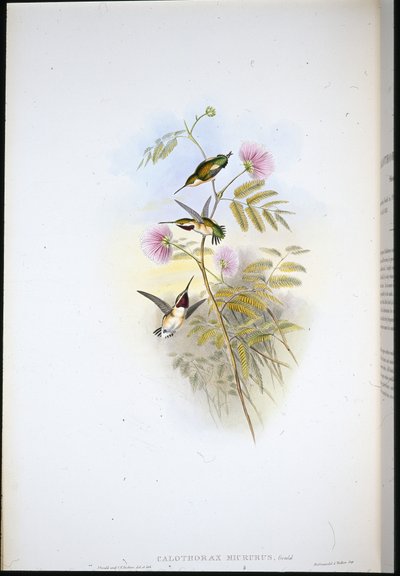 Lyhythäntäinen puutähti (Calothorax Micrurus) (käsinvärinen lito) tekijältä John (after) Gould