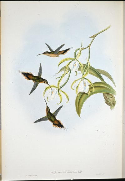 Eteläinen erakko (Phaethornis Zonura) (käsinvärinen lito) tekijältä John (after) Gould