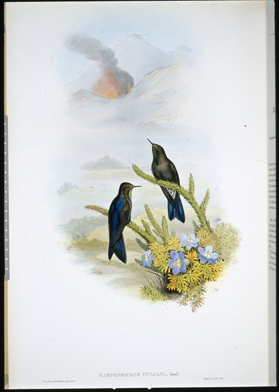 Etelänokka (Ramphomicron Vulcani) (käsinvärinen lito) tekijältä John (after) Gould