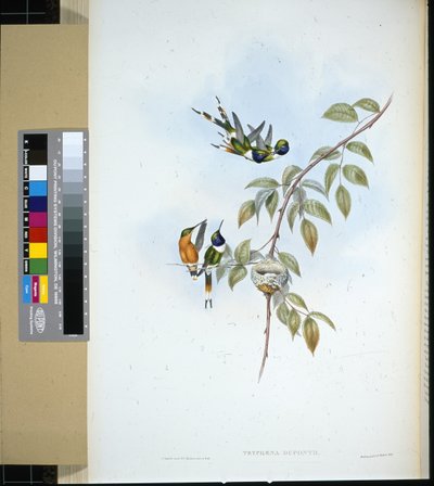 Sparkling häntä (tryphaena dupontii) (käsinvärinen lito) tekijältä John (after) Gould