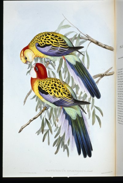 Splendid papukaija (palatycercus Splendidus) (käsinvärinen litho) tekijältä John (after) Gould