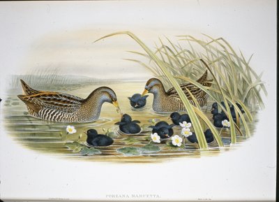 Spotted Crake (Porzana Maruetta) (käsinvärinen litho) tekijältä John (after) Gould